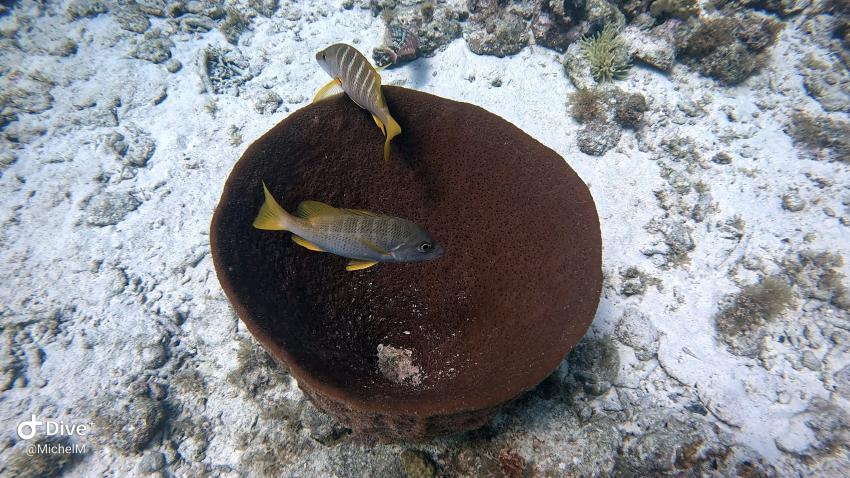 Curacao Divers (Sun Reef Village), Sint Michiel, Niederländische Antillen, Curaçao