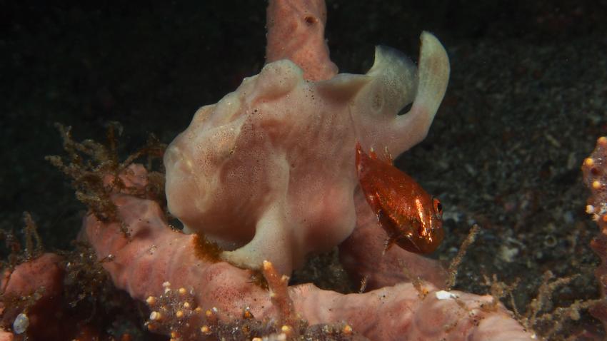 Frogfishmania Part 3, Lembeh Strait,Nord Sulawesi,Indonesien,Anglerfisch,Frogfisch