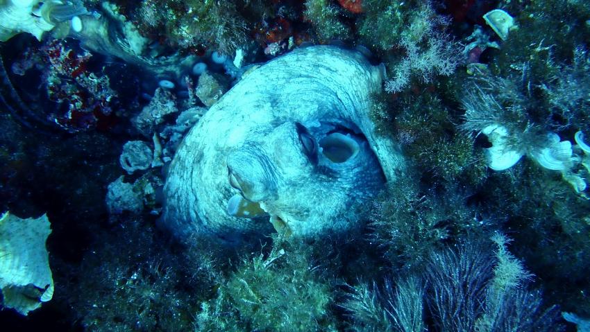 Diving Center, Cala Pada, Ibiza, Spanien, Balearen