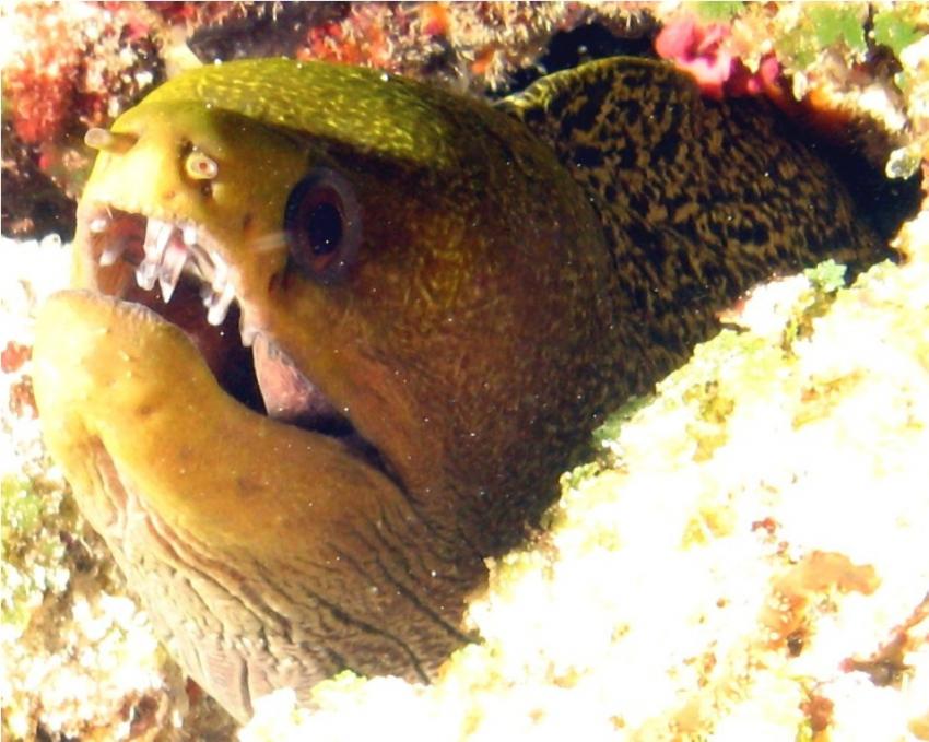 Embudu / Süd Male Atoll, Embudu,Malediven