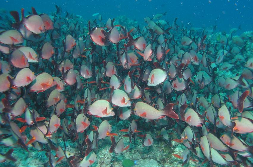 Lhaviyani Atoll Komandoo, Lhaviyani Atoll Komandoo,Malediven