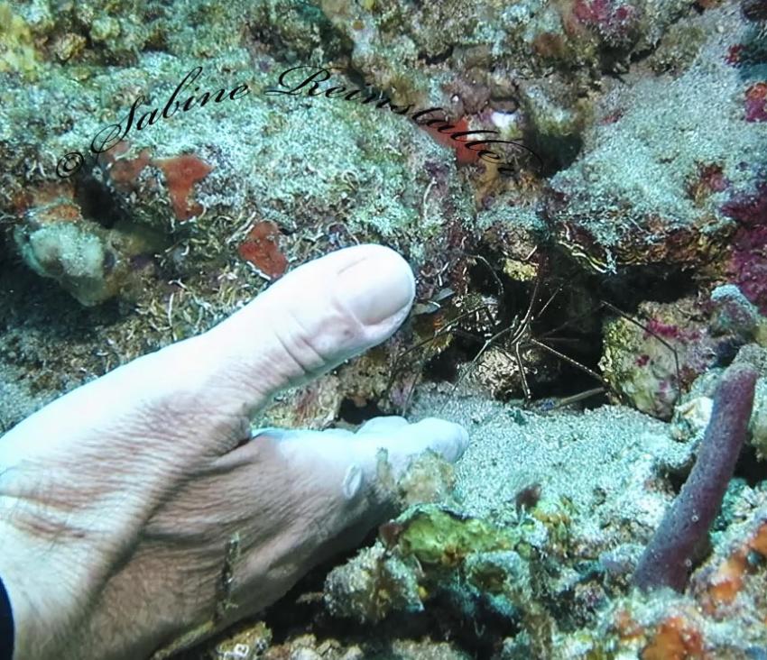Roberto zeigt uns wie neugierig die arrow crabs sind, Extra Divers, Speyside, Tobago, Trinidad und Tobago