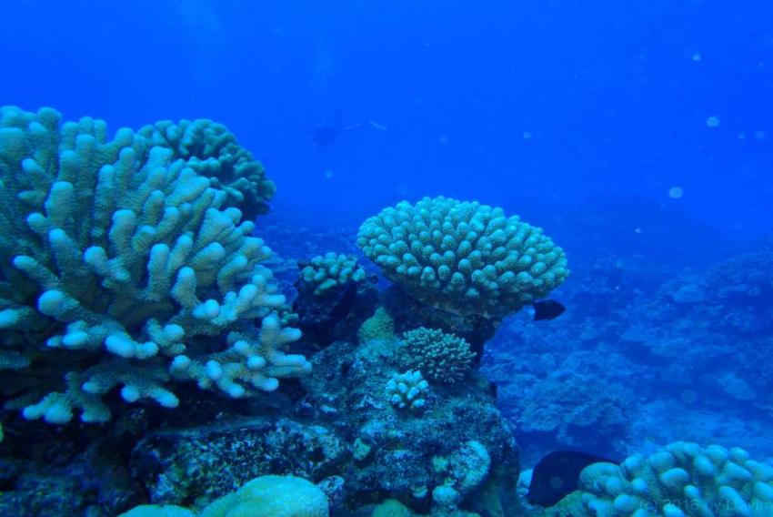Rarotonga, Cook Islands 2016, Rarotonga, Cook Islands 2016, The Dive Centre, Rarotonga, Cookinseln
