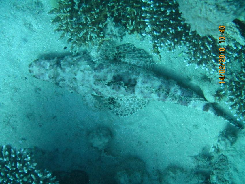 diving.DE Flamenco, Ägypten, El Quseir bis Port Ghalib