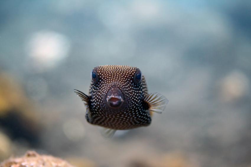 Tulamben, Bali,Indonesien,Kofferfisch