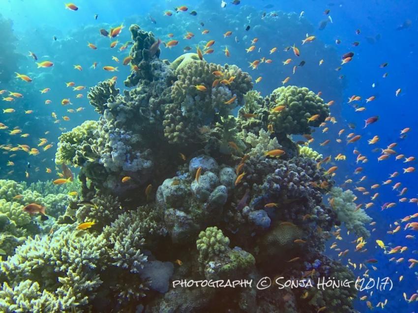 Riffleben, diving.de abu dabab, diving.DE Abu Dabab, El Malikia Resort, Ägypten, Marsa Alam und südlich