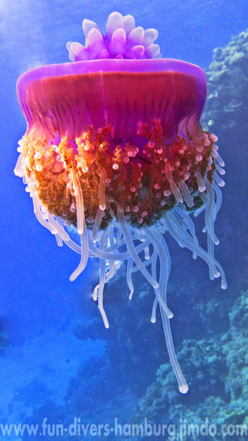 Kronenqualle (Netrostoma setouchina) - Gota Abu Ramada, Hurghada - allgemein,Ägypten