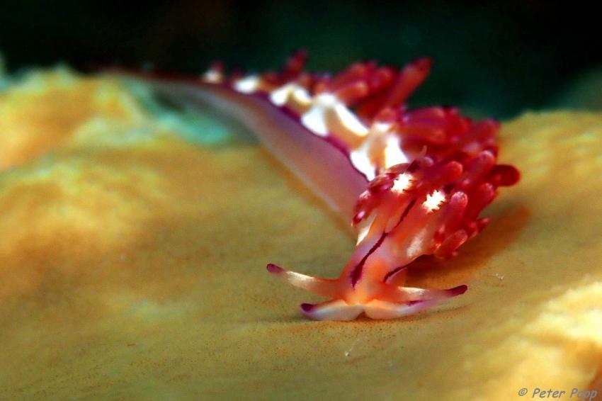 Nudibranch, Nacktschnecke, Sea Souls Diving Nord Sulawesi, Indonesien, Sulawesi