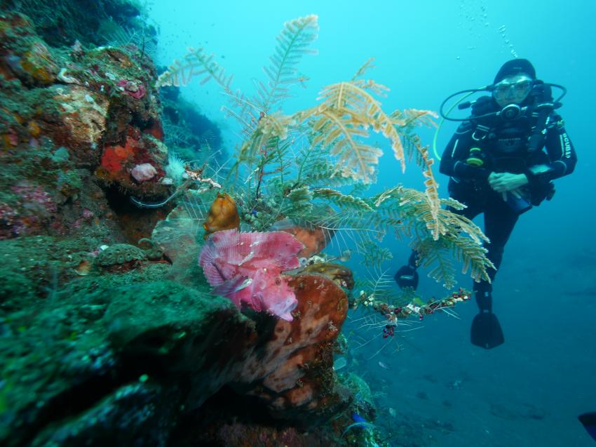 Alam Anda, Diving Centers Werner Lau, Bali, Indonesien, Bali