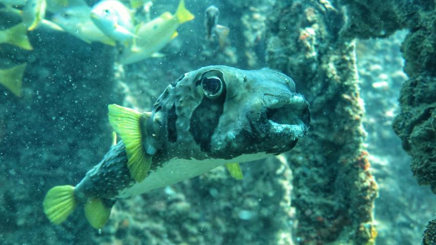 Wetzonedivers, Khao Lak, Thailand, Andamanensee