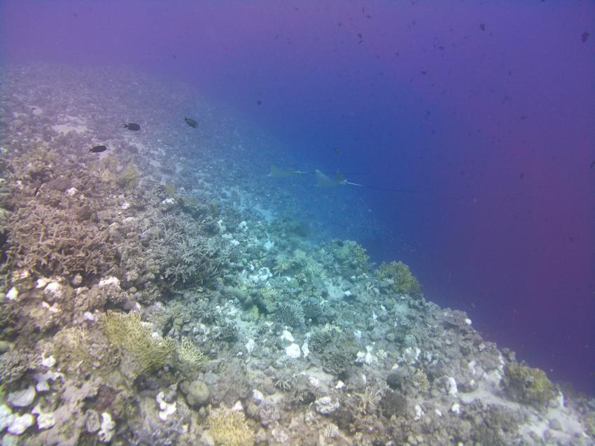 Blue Aqua - German Diving Center, Ägypten, Safaga