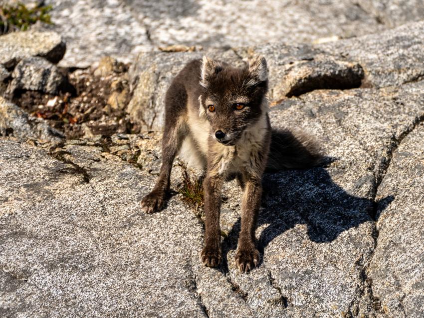 Polarfuchs, Northern Explorers, Ostküste, Grönland