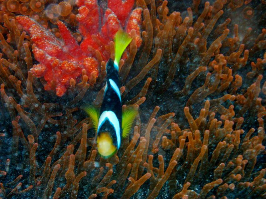 Vilu Reef, Vilu Reef,Malediven