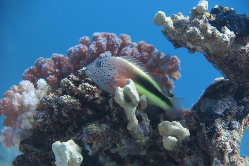 Scuba World Divers Soma Bay_4, Tauchen Ägypten Soma Bay Safaga, Scuba World Divers Soma Bay, Mövenpick Resort (ex Caribbean World Resort), Ägypten, Safaga