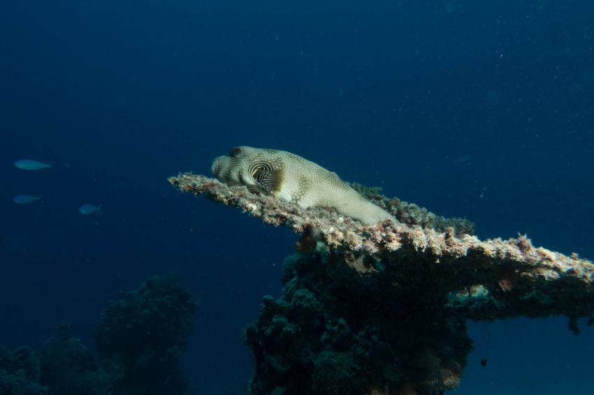 Kofferfisch auf Koralle, diving.DE Flamenco, Ägypten, El Quseir bis Port Ghalib