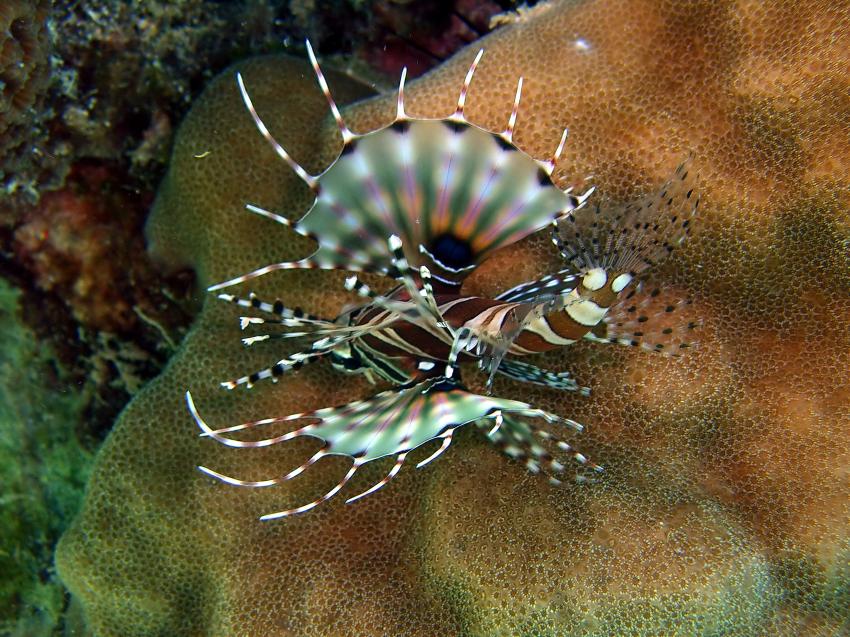 Siqujior, Aberration Dive Club, Siquijor,Philippinen,Skorpionsfische,Rotfeuerfisch