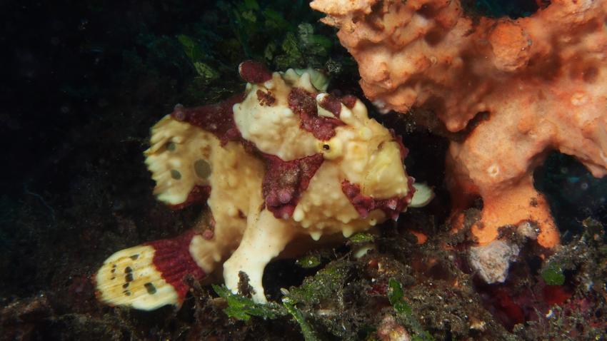 Frogfishmania Part 3, Lembeh Strait,Nord Sulawesi,Indonesien,Anglerfisch,Frogfisch