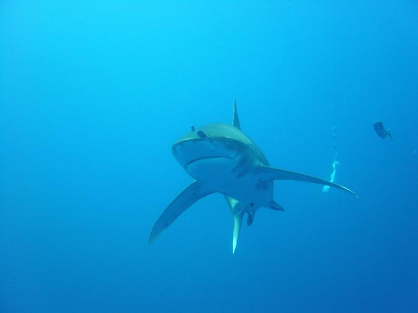 Carcharhinus Longimanus