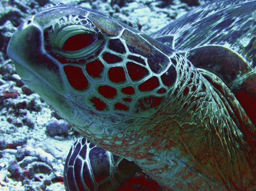 Gilis, Gili islands,Indonesien,Schildkröte