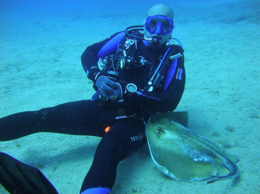 Stachelrochen kommt Kuscheln, Radazul, Teneriffa, Kanarische Insels, Scubanana Dive Center, Teneriffa, Spanien, Kanaren (Kanarische Inseln)