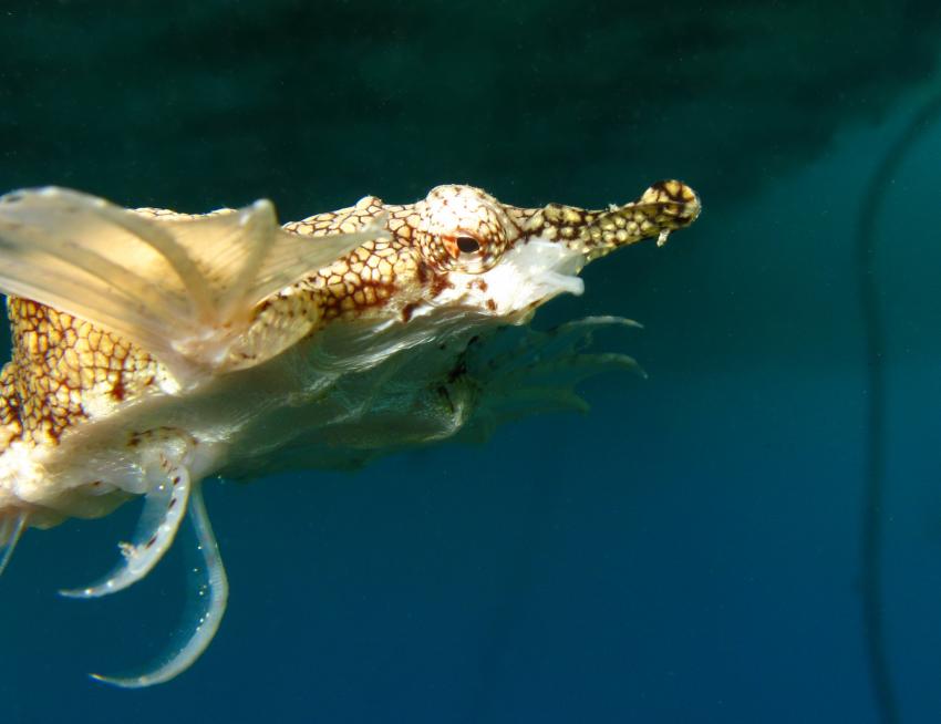 Golf von Aqaba 2, Golf von Aqaba,Jordanien,Flügelroßfische,Pegasidae,schwimmend