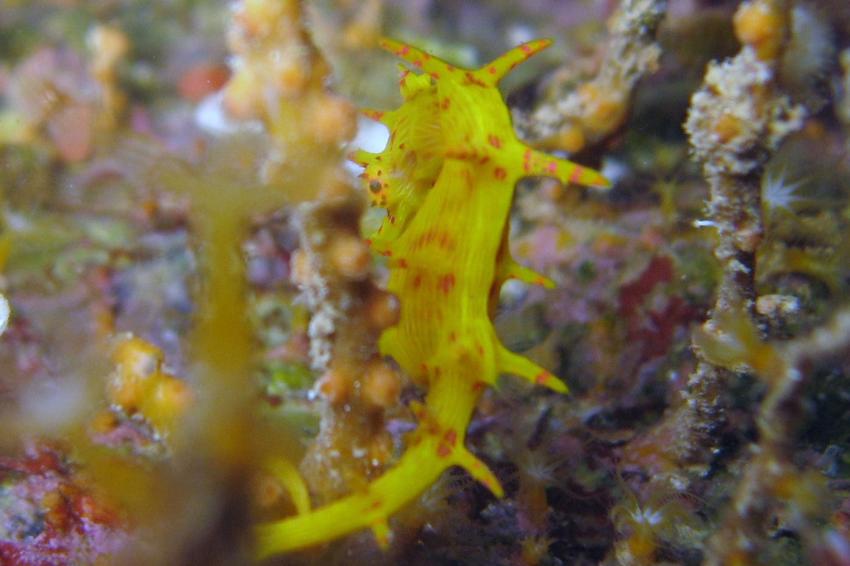 Hippocampus debelius ?, Hurghada - allgemein,Ägypten