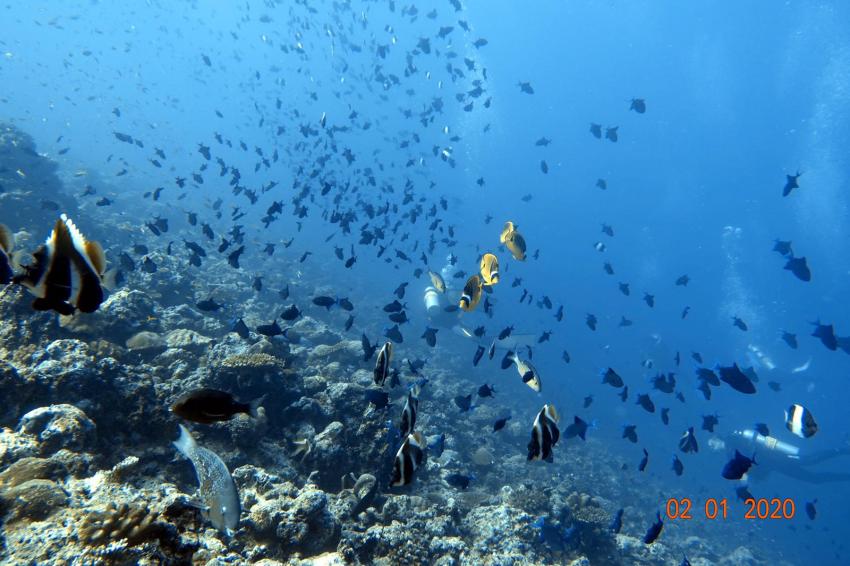 Shamar Divers Maamigili, Malediven