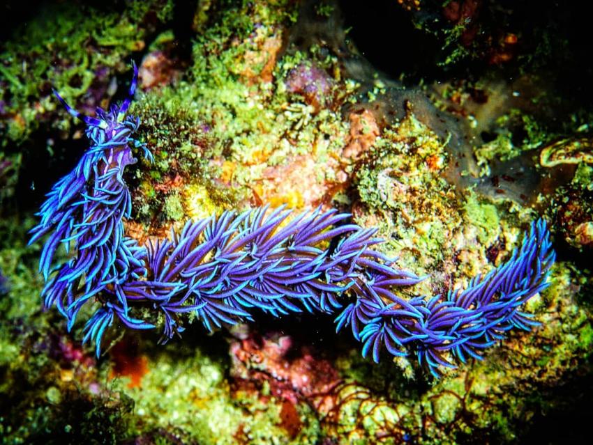 blue dragon, nudibranch, Silent Divers, Koh Samui, Thailand, Golf von Thailand