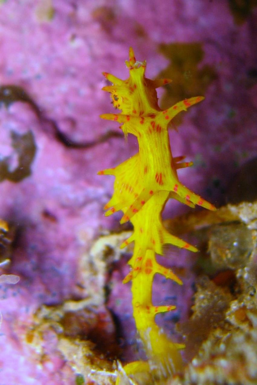 Hippocampus debelius ?, Hurghada - allgemein,Ägypten