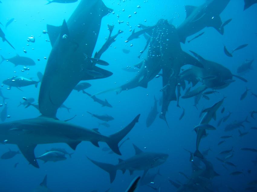 The Bistro - Full of Sharks, Beqa Lagoon,Fidschi,Bullenhaisuppe,Haie