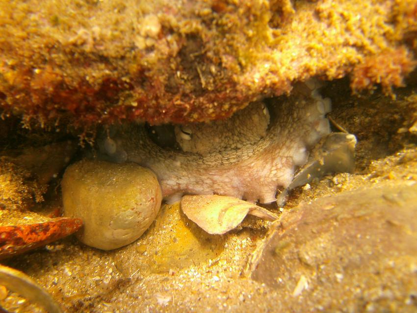 Oktapus am Burgau Riff, Blue Ocean Divers, Lagos, Portugal