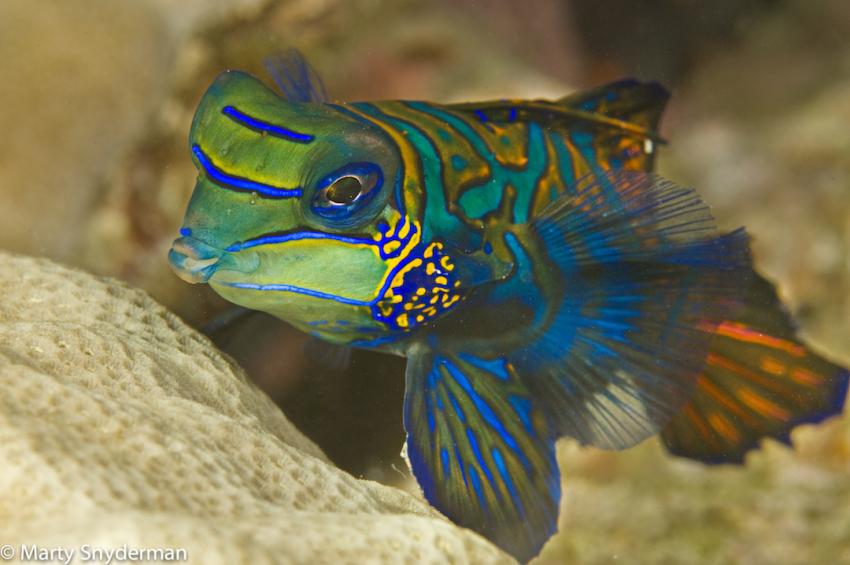 Rainbow Reef  Photo Copyrights: Marty Snyderman, Mandarinfish Ledge (Rainbow Reef), Mikronesien
