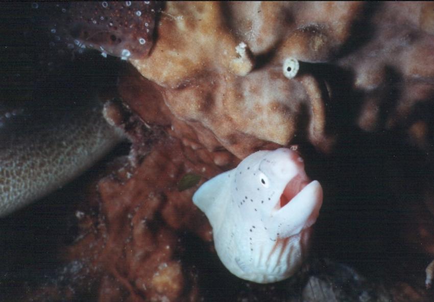 Safaga, Safaga - allgemein,Ägypten