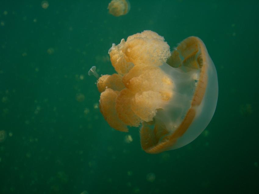 Jellyfish Lake, Jellyfish Lake,Palau