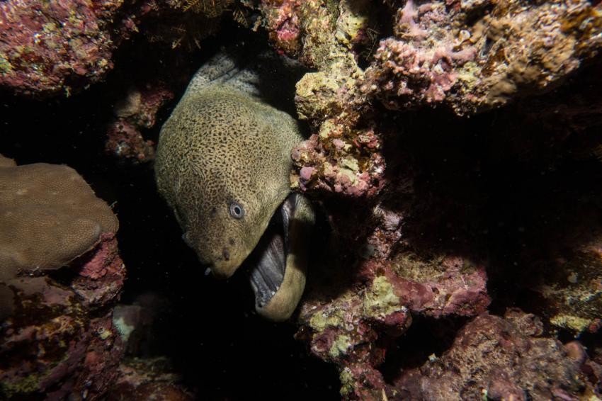 Muränen gibt es vor allem nachts, diving.DE Flamenco, Ägypten, El Quseir bis Port Ghalib