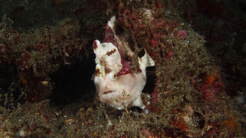 Frogfishmania Part 3, Lembeh Strait,Nord Sulawesi,Indonesien,Anglerfisch,Frogfisch