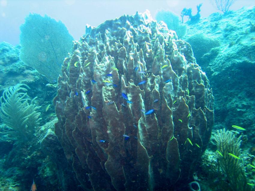 Puerto Plata Dressel Divers, Puerto Plata,Dominikanische Republik