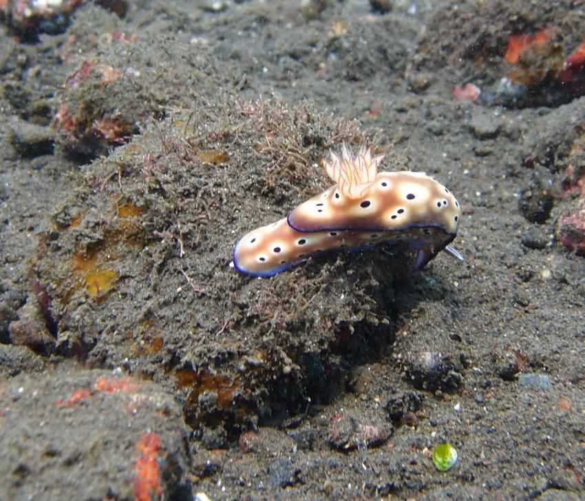 Bali - Nusa Penida, Nusa Penida,Indonesien,Prachtsternschnecken,Chromodorididae,Nacktschnecke