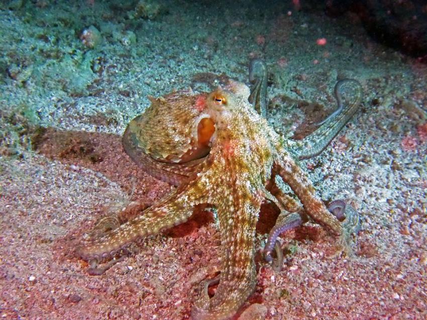 Octopus, Styria Guenis Diving Center Krk, Styria-Guenis-Diving-Center, Insel Krk, Kroatien