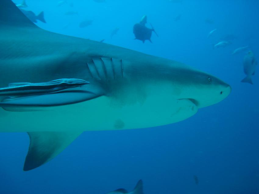 The Bistro - Full of Sharks, Beqa Lagoon,Fidschi,Bullenhai,Hai,Pilotfische,Schiffshalter