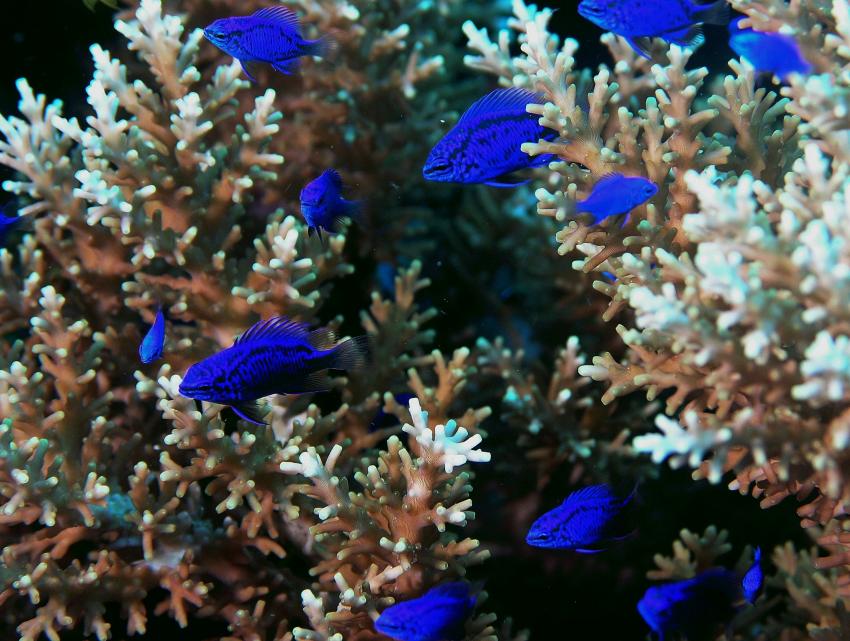 Bohol, Bohol,Philippinen,Rifffische,Fahnenbarsche,blau