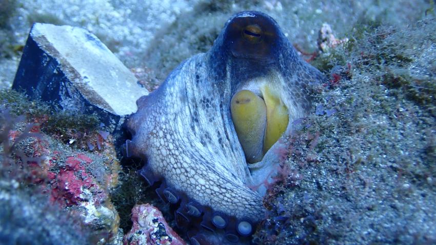 Oktopus, GooDiving, Spanien, Kanaren (Kanarische Inseln)