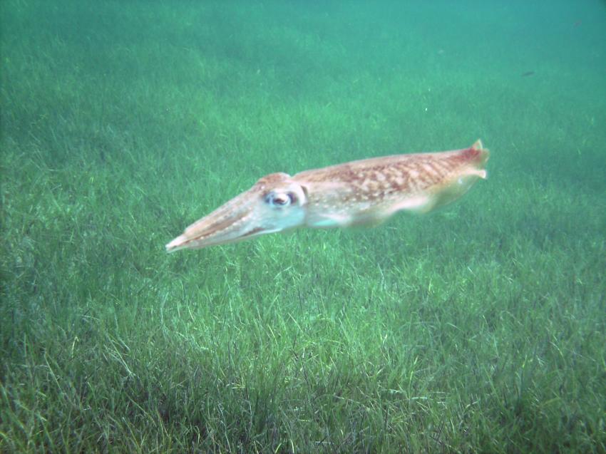 Halkidiki - Athos, Halkidiki - Athos,Griechenland