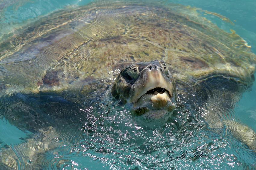 Curacao, Curacao,Curaçao,Niederländische Antillen,Meeresschildkröte,schnappt nach Luft,atmen