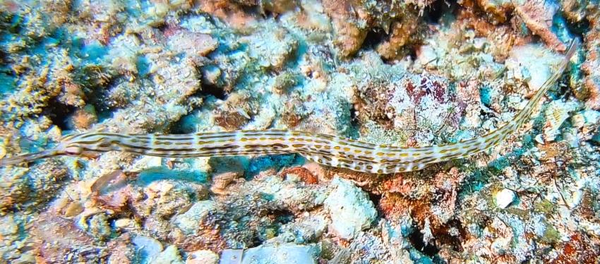 Nadel, DivePoint Rannalhi, Malediven