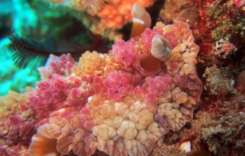 reef beauty, Tofoscuba, Tofo, Mosambik