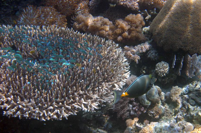 Pulau Satonda, Pulau Satonda,Indonesien