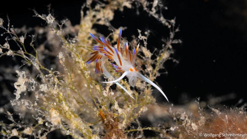 Punta Diving, Betina, Kroatien