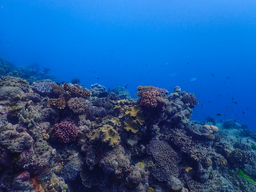 Ocean Quest, Deep Sea Divers Den, Cairns, Australien