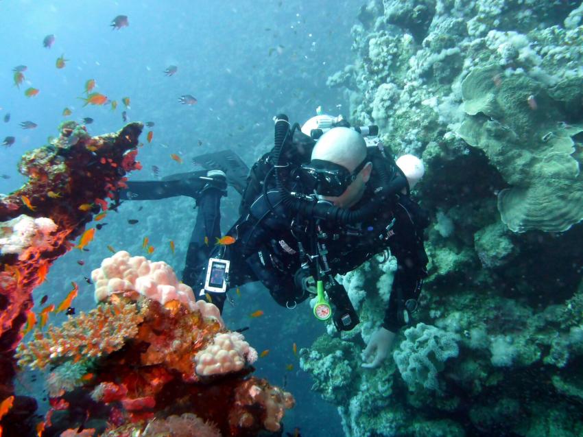 Hausriff auf 30m, Sunshine-Divers Club Sharks Bay, Sharm El Sheikh, Ägypten, Sinai-Süd bis Nabq